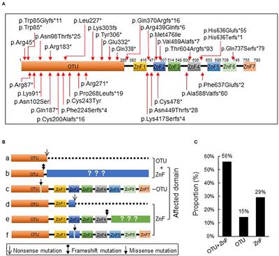 Association of Clinical Phenotypes in Haploinsufficiency A20 (HA20) With Disrupted Domains of A20